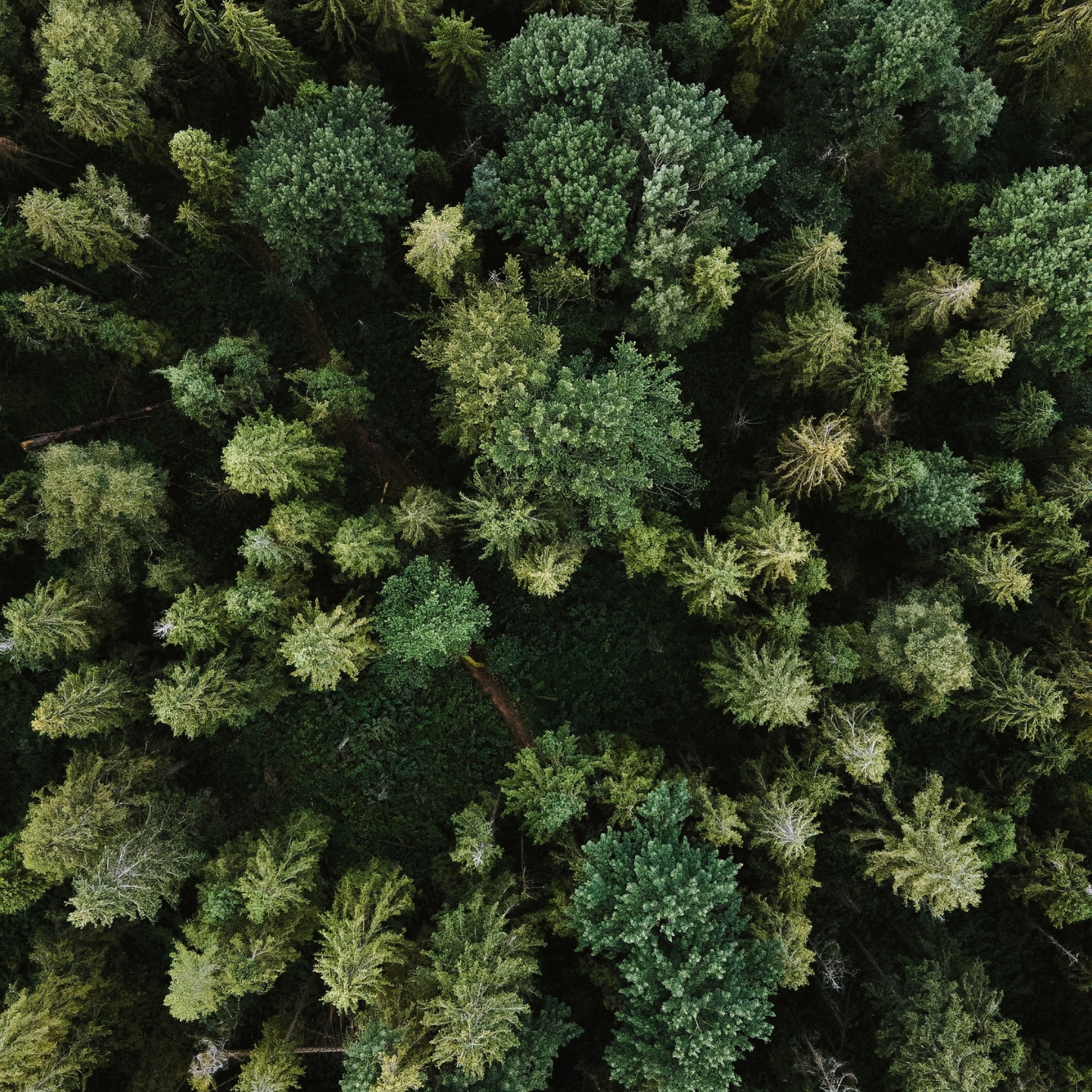 Les vpliva na zmanjševanje izpustov CO2